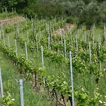 Ca Dei Conti Farmház *