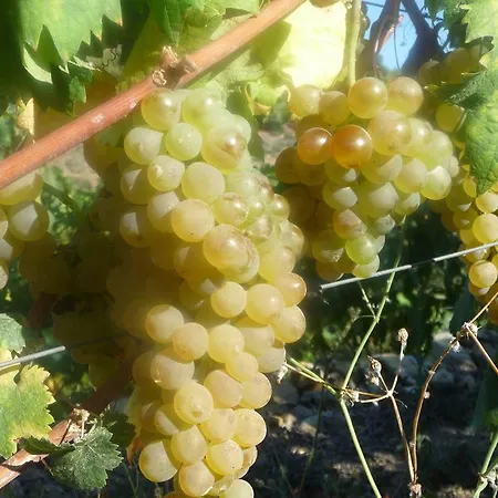 Çiftlik konaklama Ca Dei Conti